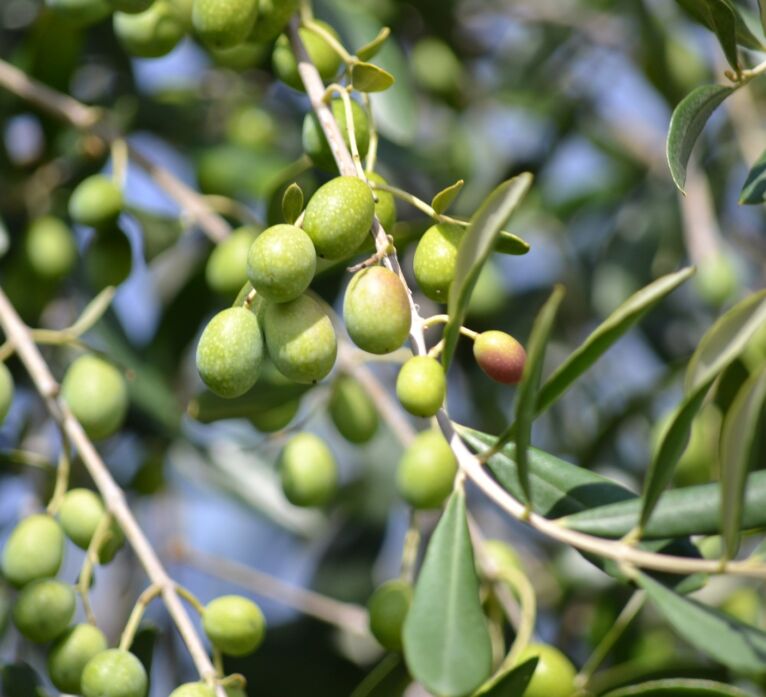 extra virgin olive oil: trees